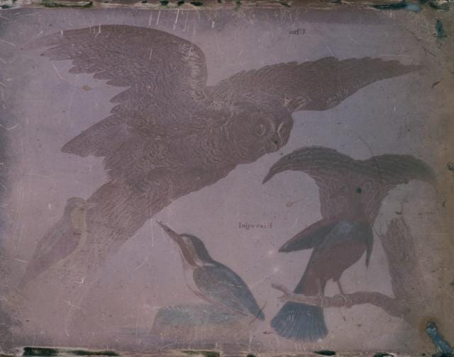 Hilotipija Levija Hilla s prikazom četiriju vrsta ptica, oko 1850. do 1855.